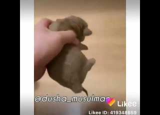  لماذا هذا الحيوان أرحم من بعض البشر