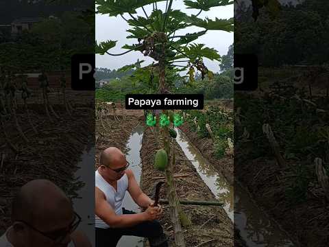 Methods To Dwarf A Papaya Tree Farming Agriculture Ideas Id