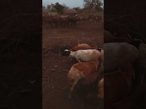 Lutonjangalabha Gmail Com