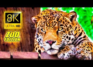  Visit To The Zoo In 8K ULTRA HD An Amazing Zoo Trip