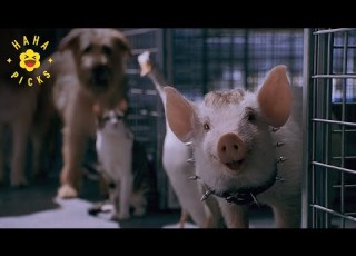 Escaping Animal Control Babe Pig In The City