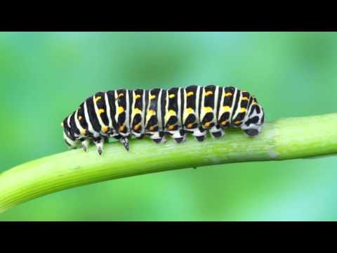 Cycle De Vie Papillon Machaon Accéléré