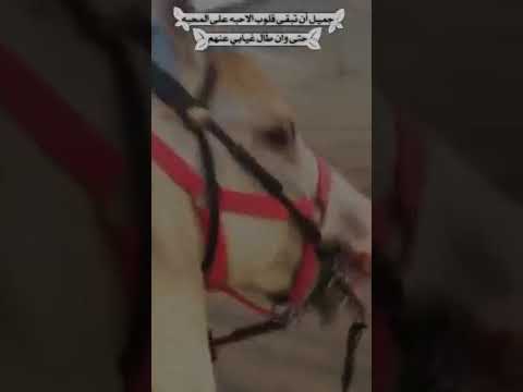 تدور الليالي بس تبقى الكبار كبار مثل ماتدور الأرض والقبله القبله