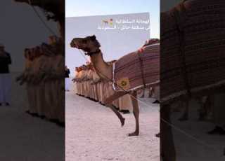  الهجانة السلطانية في منطقة حائل بالسعودية