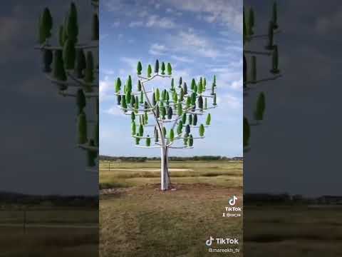 شجرة الرياح