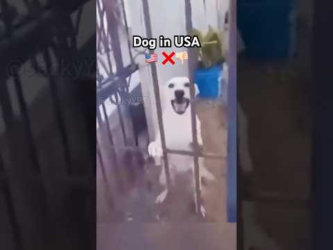 USA Vs China Memes Funny Dog