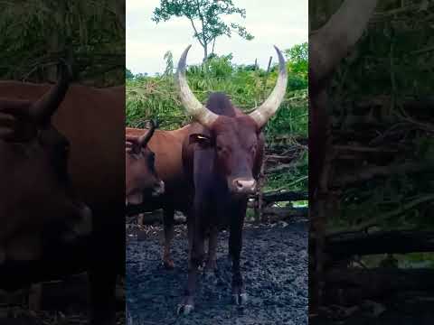The Beauty Of Ankole