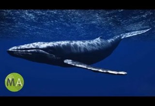 Underwater Whale Sounds Full 60 Minute Ambient Soundscape