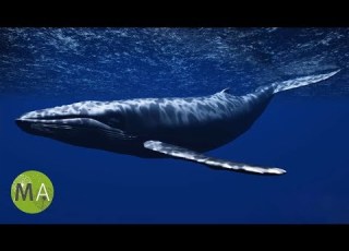 Underwater Whale Sounds Full 60 Minute Ambient Soundscape