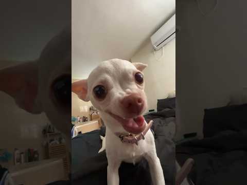 Niki Hat Mich überrascht Mreviatar Nikiozeri Angrychihuahua Chiuahua Animals