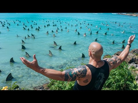 مجموعة صحاب بيروحوا يغطسوا في المحيط وبيتصدموا بوجود آلاف من اسماك القرش المفترسة بتهجم عليهم مجموعة صحاب بيروحوا يغطسوا في المحيط وبيتصدموا بوجود آلاف من اسماك القرش المفترسة بتهجم عليهم