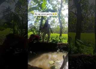  Moadto Ra Baya Kos Pikas Daplin Shorts Dance SalveMalaya