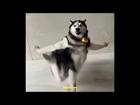 Fundyy Gamzende Uyut Beni DANCING DOG SONG Ssourcee Remix