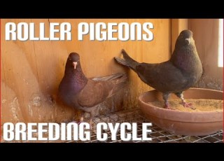 BREEDING CYCLE How To Breed Roller Pigeons