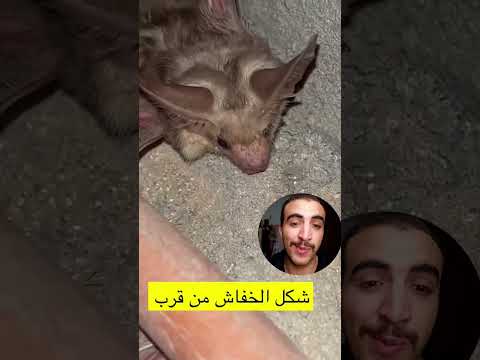 عمرك شوفت الخفاش عن قرب