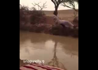  واكبد يلي