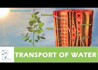  TRANSPORT OF WATER