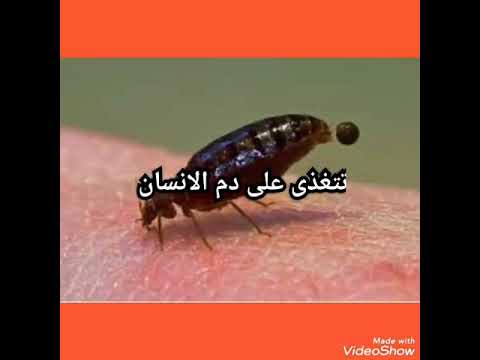 مكافحة البق في الاردن للاستفسار ٠٧٩٢٩٥٢٣١٩