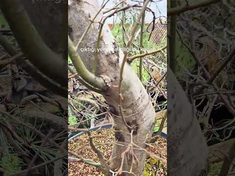 Matkap Aşısı Ile Dal Oluşturma Işlemi