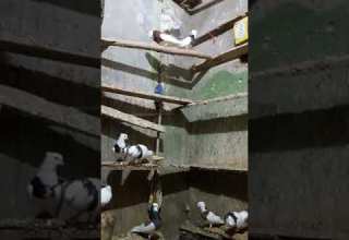 طيور قصريه اسياد الطير الزبيري