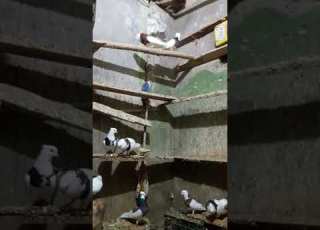  طيور قصريه اسياد الطير الزبيري