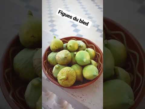 Figues Du Bled Ghomrassen Tataouine Tunisie Tunisia Ghomrassen Lebled Tataouine Reels Shorts