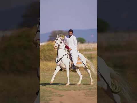 Horse Desihorse Horsetraining