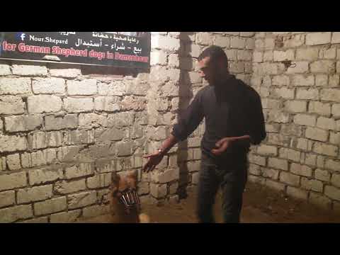 اجوز كلبى الدكر اول مره ازاى مع كابتن ابونور 01003035709
