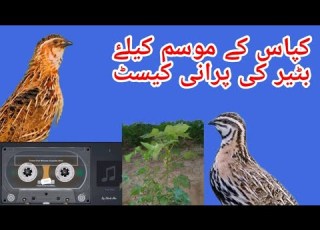 کپاس کے موسم کیلۓ بٹیر کا والیم صبح لگ کے ٹاٸم بٹیر کا پرانہ والیم شکار ہی شکار Quail Sound