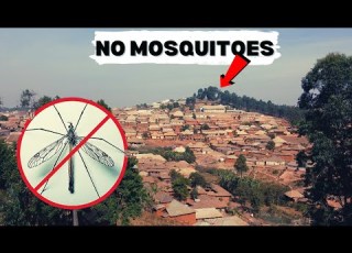 This AFRICA Town Has No Mosquitoes Here Is Why