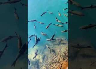 Nature Full Screen Status Video 4k Video HD 2021 Fish WhatsApp Status Video Nature