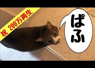  ぱふと鳴く猫 Twitterで200万再生された愛されるねこがかわいい 祝 スッキリ 出演