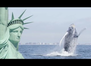  Humpback Whales Return To New York Cities Nature S New Wild BBC Earth