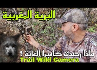 البرية المغربية ماذا رصدت كا الغابة Trail Wildcamera