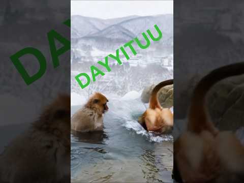 Sirbaa Haaraa Gaadisaa M Huseen