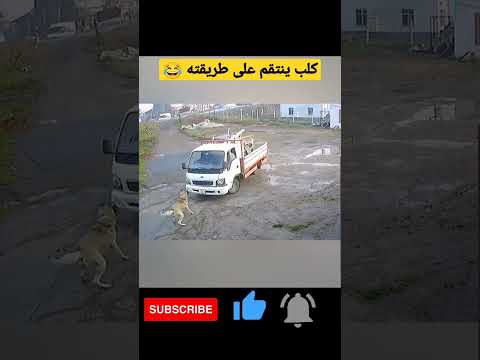 كلب ينتقم من صاحب سيارة كان يستفزه Shorts