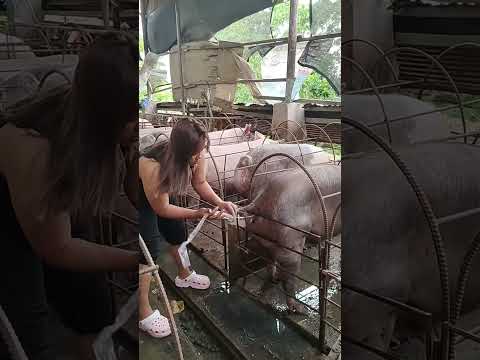 Mother Pigs Work Farmer Pig Hogger Pigbreeding Farming Pigfarming Animals Farmlife