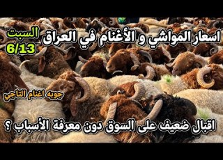 اسعار المواشي و الأغنام في العراق سوق مواشي التاجي يوم السبت 6 13 اقبال ضعيف دون معرفة الأسباب