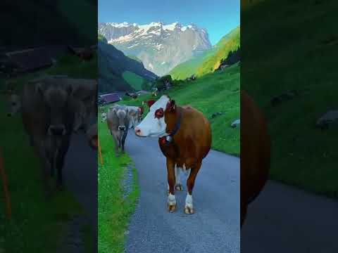 الطبيعه في سويسرا سويسرا جبال الالب طبيعة Nature