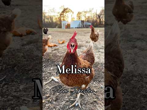 Melissa The Sassiest Chicken In The Coop Melissa The Sassiest Chicken In The Coop