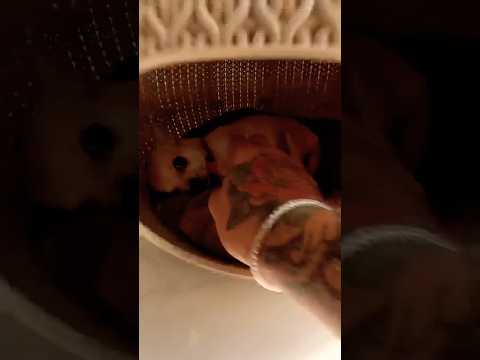 Doing Kuchi Kuchi To My Chihuahuas