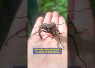 Найцінніша тварина на Землі полтавщина україна село ліс жук