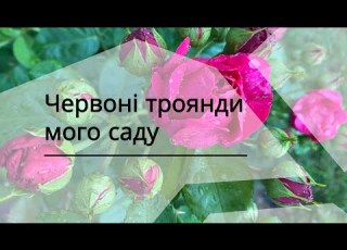  Червоні та темно червоні троянди мого саду