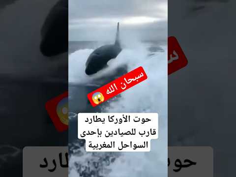 سبحان الله حوت الاوركا في الشواطئ المغربية الحذر اخوتي الحيوان ذكي وما يرحمش
