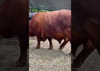 በሬ