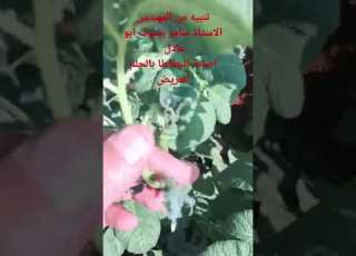اصابة البطاطا بالحلم العريض الريف ابلور