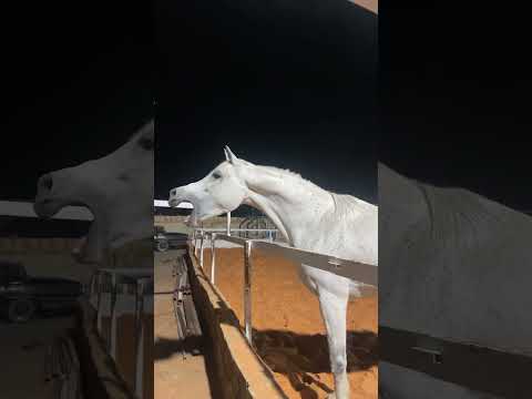 يالبيه ياصوت مهو والله أيت صوت اللي لا سمعته كل جرح لقى علاجه