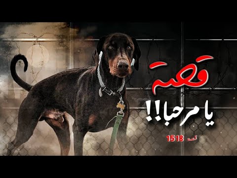 1518 قصة يامرحبا