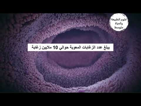 دور الزغابة المعوية