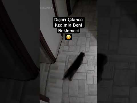 Sen Yanlız Kalınca Dışarı çıkasım Gelmiyor Kedi Kediler Shorts Kediseverler
